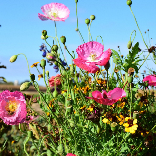 Midwest Wildflower Mix